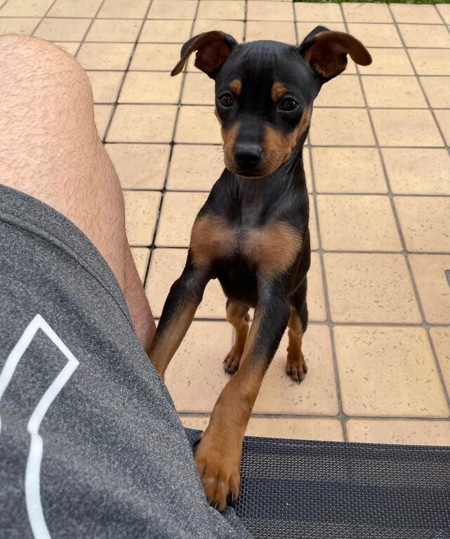 5312448  Pinscher nano